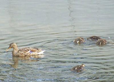 Прикрепленное изображение: u22.jpg